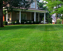 Landscape Design & Installation