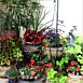 Container Gardening