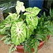 Container Gardening