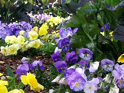Residential Landscape Maintenance, Danville, AL Residential Landscape Maintenance, Danville, AL
